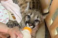 「奇跡体験！アンビリバボー」で紹介されたピューマの赤ちゃんの成長を追うフォトブック『ピューマのかぞく』が発売即重版
