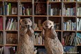 まるで生きているような木彫りの動物たち 彫刻家はしもとみおさんの彫刻集『いきものたちのいるところ　はしもとみお彫刻集』8月3日発売
