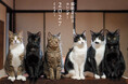小さな古民家を舞台に、８匹の大家族が繰り広げるドタバタ劇『2027カレンダー 猫猫是好日（ねこねこ これこうじつ）』が9月3日発売