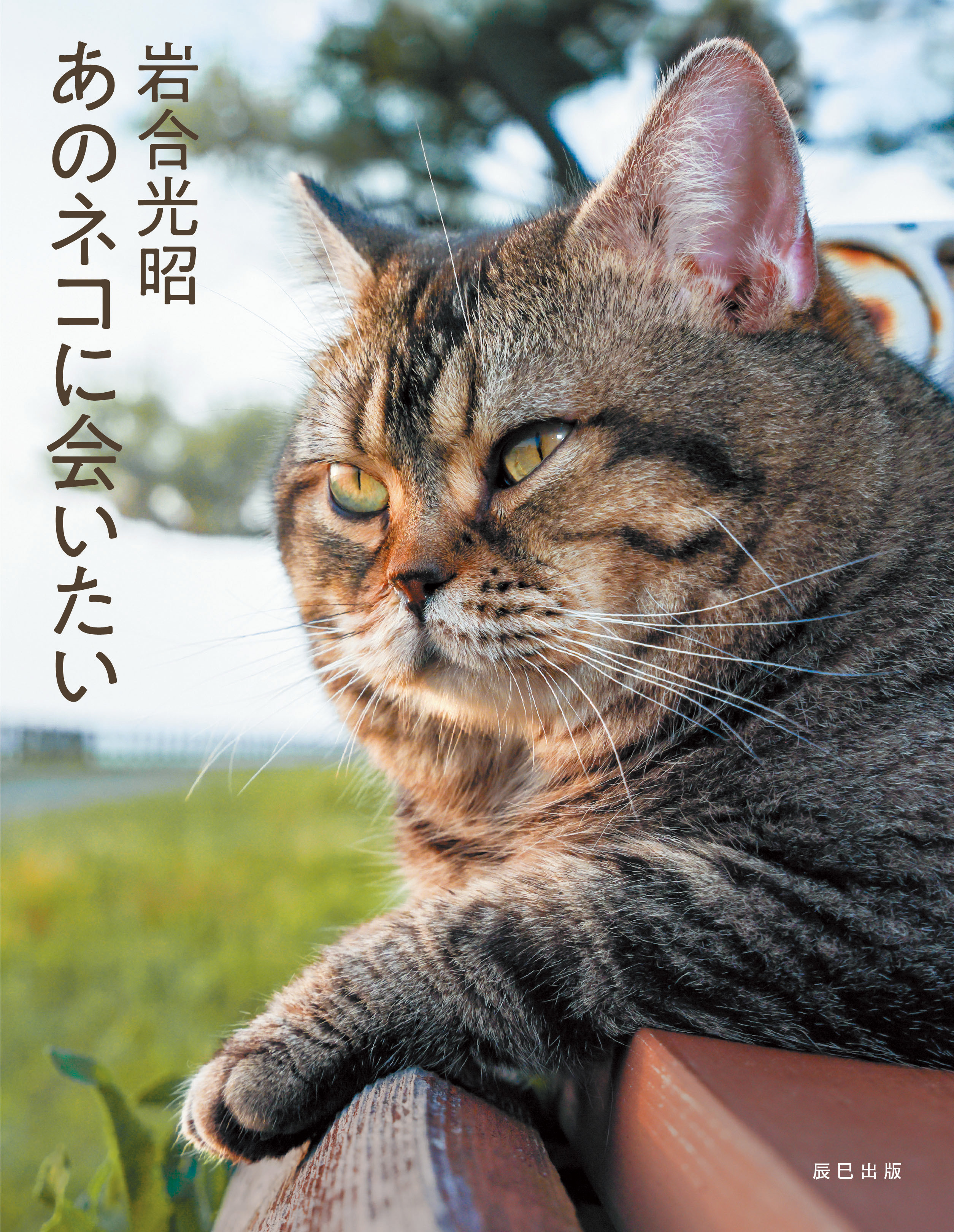 まるでスター猫の世界選抜 岩合光昭 写真集 あのネコに会いたい 発売 辰巳出版株式会社のプレスリリース