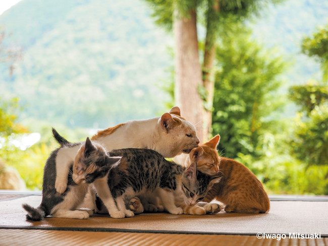 京都府南丹市美山町の有名猫・義経と子猫たち