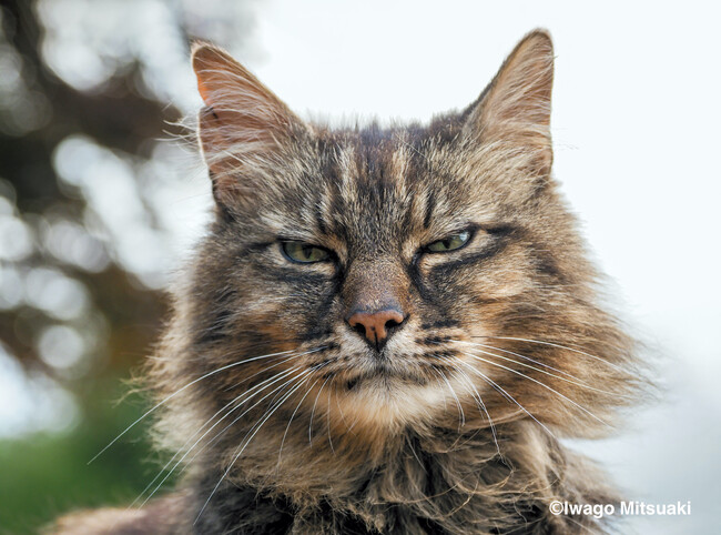 昨年2月22日「猫の日」に駐日アイルランド大使館公式Twitterで「有名な羊飼い猫」と紹介されたボディシャス