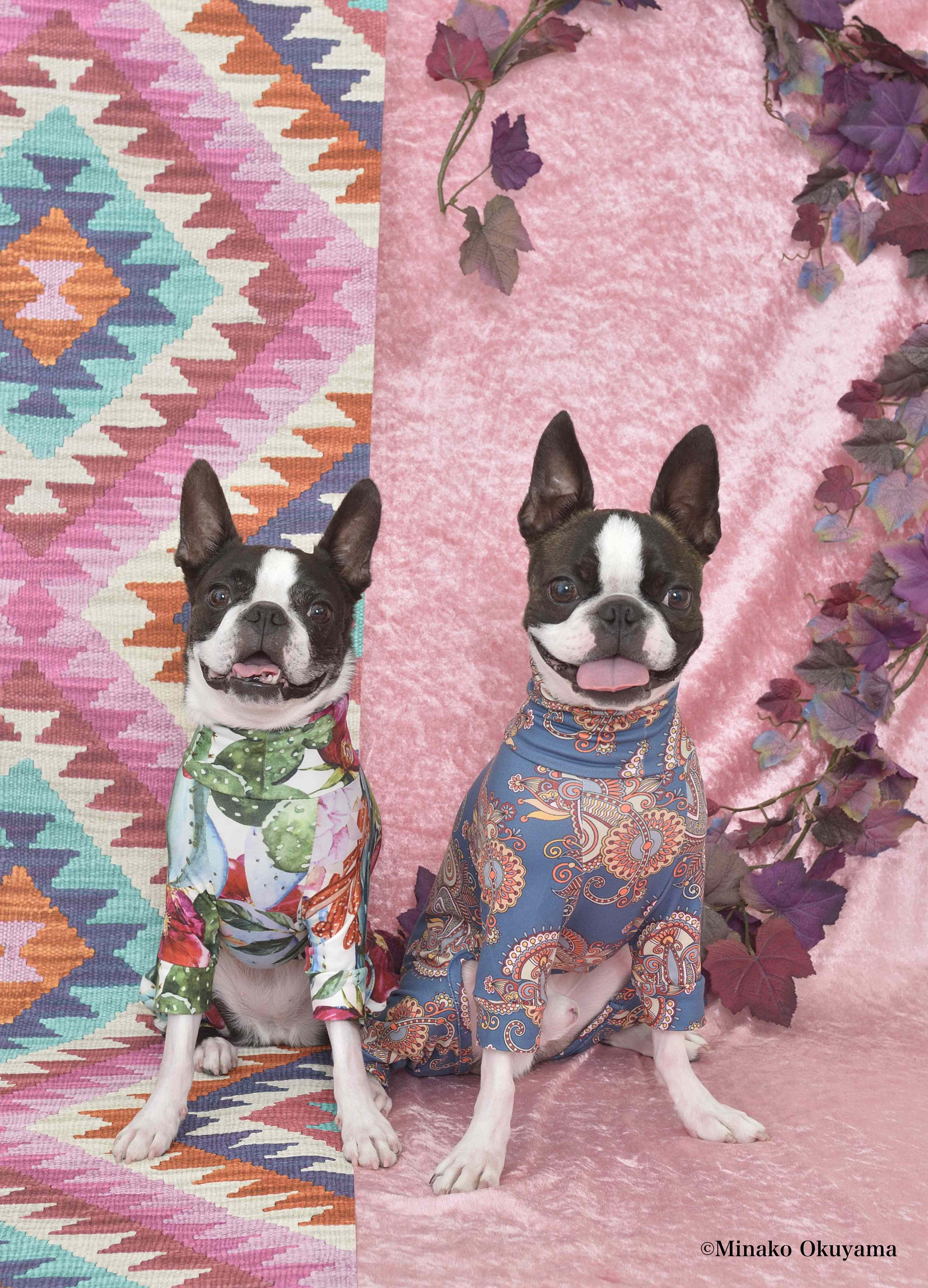 ボストン テリア専門誌 ボステリスタイル 主催 プロカメラマンが撮った写真データがもらえる ボステリ限定 撮影会の参加者を大募集 辰巳出版株式会社のプレスリリース