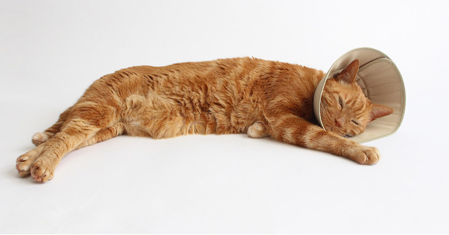フェザーカラーを着けたまま眠る猫