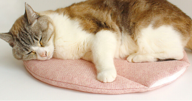 小豆カイロECO入の、ぽかぽかマットポケットで気持ちよくお昼寝する猫