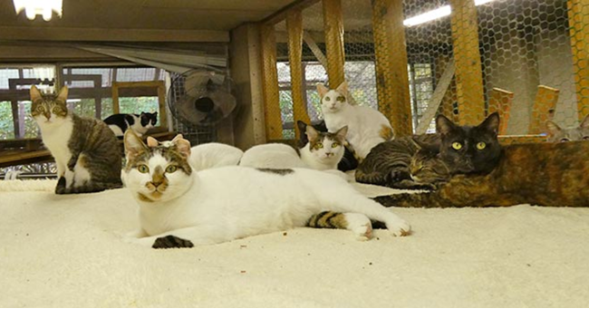 動物いのちの会いわての施設で里親さんを待っているネコたち