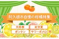 【鹿児島県阿久根市】12月はかんきつ類の収穫最盛期!!! ボンタンのまち鹿児島県阿久根市