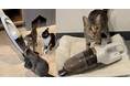 秋は猫の換毛期!毛の種類や、お部屋の環境によってお悩みはさまざま…猫を飼っている方のほとんどが抱える毛のお悩みと、お掃除について調査