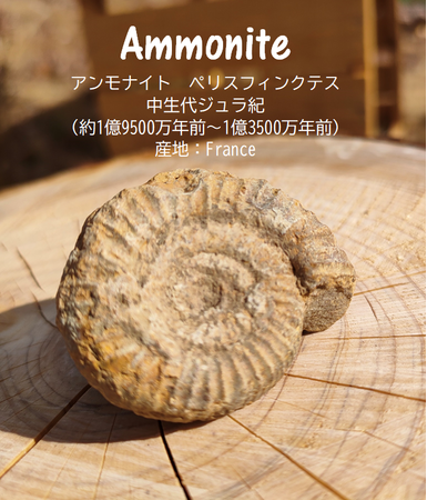 アンモナイト化石 アンモナイト化石
