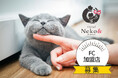 猫専門ペットホテル「ネコト」全国展開へ。フランチャイズ加盟店の募集を開始