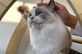 “猫を安心して預けられない”という悩みに応える。越谷で支持される猫専門ペットホテル『ネコト®』がさいたまエリアに2店舗目をオープン