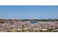 東北風土マラソン2026 来年4/19に開催決定 & 本日よりエントリー開始