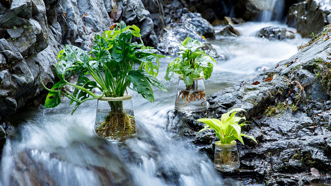＜３.Sustainable＞商品売上の５％を「水と森の保全活動」に寄付。 ・ユニセフ「水と衛生支援活動（浄水剤の寄付）」 ・FoE  Japan「植林活動（マングローブの寄付）」