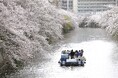 【人気№１】ただいま販売中！毎年2万人が乗船する人気クルーズ「桜の名所、目黒川お花見クルーズ」 3月20日～4月16日開催