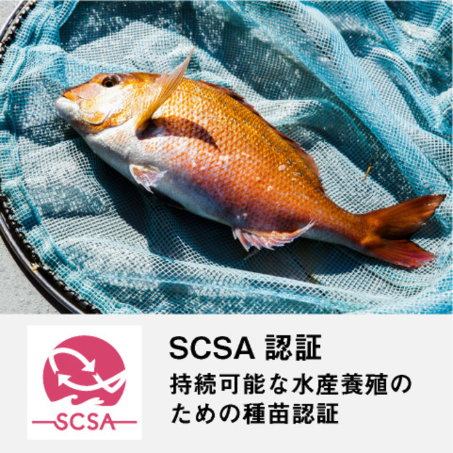 SCSA認証の近大マダイ（R)