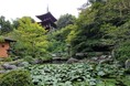 【奈良ホテル】當麻寺初公開の村上裕二障壁画「龍游図」を拝観 写仏・お抹茶体験で大人の休息を 奈良ホテルプラス『當麻寺 ご案内ツアー付き宿泊プラン ~朝食付~』について