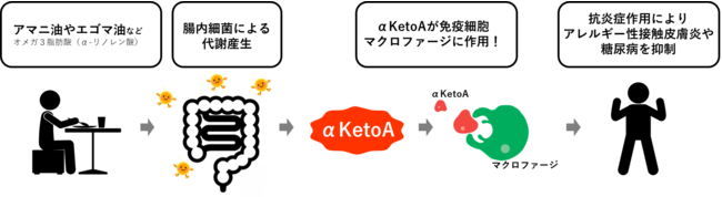 腸内細菌によるオメガ3脂肪酸 の代謝と「αKetoA」の抗炎症作用 腸内細菌によるオメガ3脂肪酸 の代謝と「αKetoA」の抗炎症作用