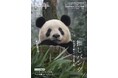 【7月21日発売】（先行販売あり）『和華』50号はパンダの投稿写真とエピソードが満載！ 完全保存版の記念号が誕生！