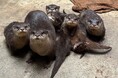 【徳島市】とくしま動物園 STELLA PRESCHOOL ANIMAL KINGDOM コツメカワウソ5きょうだいの名前が決まりました!