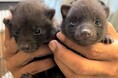 【徳島市】とくしま動物園 STELLA PRESCHOOL ANIMAL KINGDOM ホンドタヌキの赤ちゃん誕生!