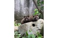 【徳島市】とくしま動物園 STELLA PRESCHOOL ANIMAL KINGDOM ホンドタヌキの一般公開を開始します!