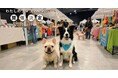 愛犬に合うグッズを選べる体験型マルシェ「わたしのワンコマルシェ」｜WHATAWONで1月17日（土）開催【大阪・岸和田／入場無料】