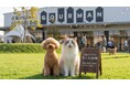 歯みがき専門店から生まれた犬猫用品店「ちくわ本舗」が、ペット同伴OKの滞在型モール「WHATAWON」のNEW AREAに期間限定オープン