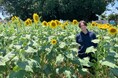 群馬県前橋市を拠点とするJリーグ/ザスパ群馬のクラブハウスで約600本のひまわりが見頃に!