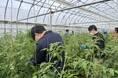 【平和堂】「ミニトマト農業体験＠平和堂ファーム」を開催しました