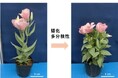 ゲノム編集技術を用いてトルコギキョウを鉢花に適した草姿に改変