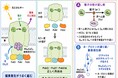 光化学系IIの表在性タンパク質を再構成した構造から酸素発生活性低下の一因を解明