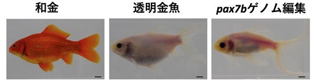 和金、透明金魚、pax7b遺伝子のゲノム編集魚の成魚の写真