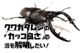 クワガタムシの「カッコよさ」の源を解明するためにクラウドファンディングを開始
