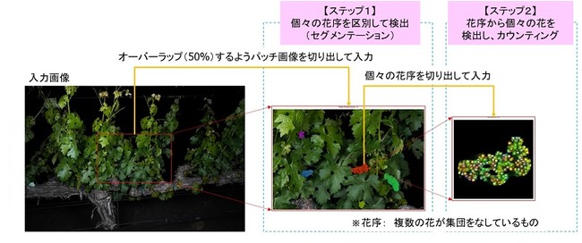 図２．AIを用いた２ステップでの高精度なカウンティング手法