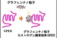 エストロゲン膜受容体の人工合成と反応物質検出系の確立 ―新規医薬品の発見に向けて―