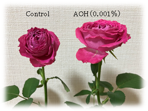 図2．バラの切り花に対するAOHの効果（1週間後）