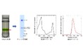極限環境紅藻 Cyanidium caldarium NIES-551 における光化学系I–集光性色素タンパク質複合体の系統特異的特徴を解明