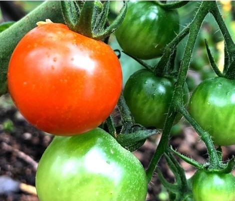 「GARDEN」で育ったトマト