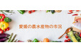 「愛媛の農水産物の市況」Web版ページを新設