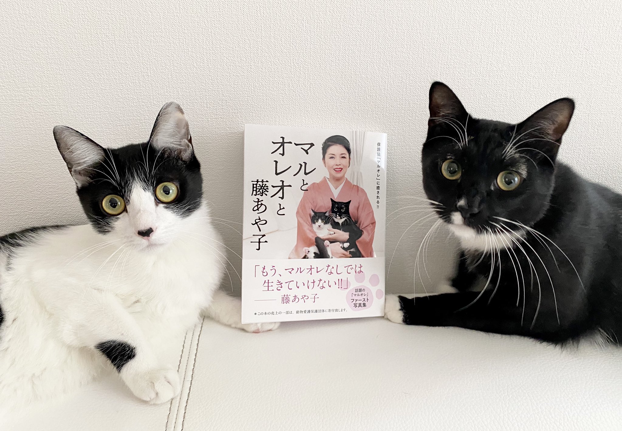重版決定 えっ マルオレのママって藤あや子さんなの マルとオレオと藤あや子 感動の声続々 株式会社世界文化ホールディングスのプレスリリース