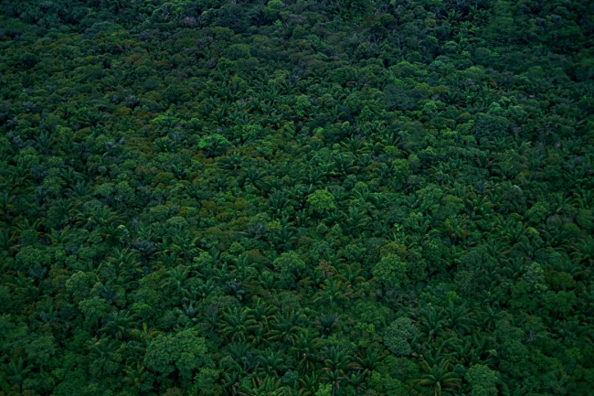 Brazil.日本の約20倍というとてつもない広さの世界最大の熱帯雨林、アマゾン。