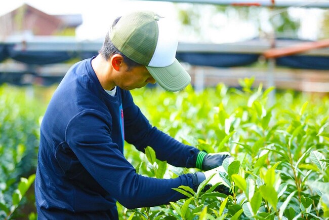 「大西園製茶工場」の14代園主・中島毅氏