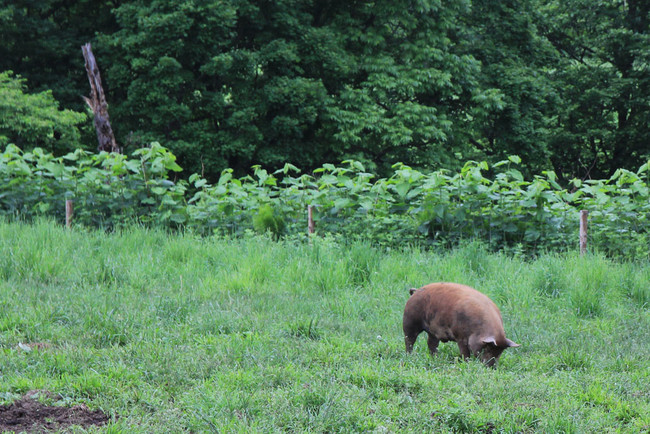 広大な牧場の中で、好きな時に草を食べて暮らす豚たち