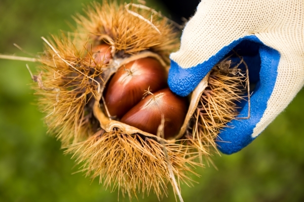 手をかけて大切に育てられた「丹波くり」。