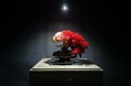 日本文化の新たな形を提案!TOUFU TOKYO「RE BONSAI™」、伊勢丹新宿店で特別展示