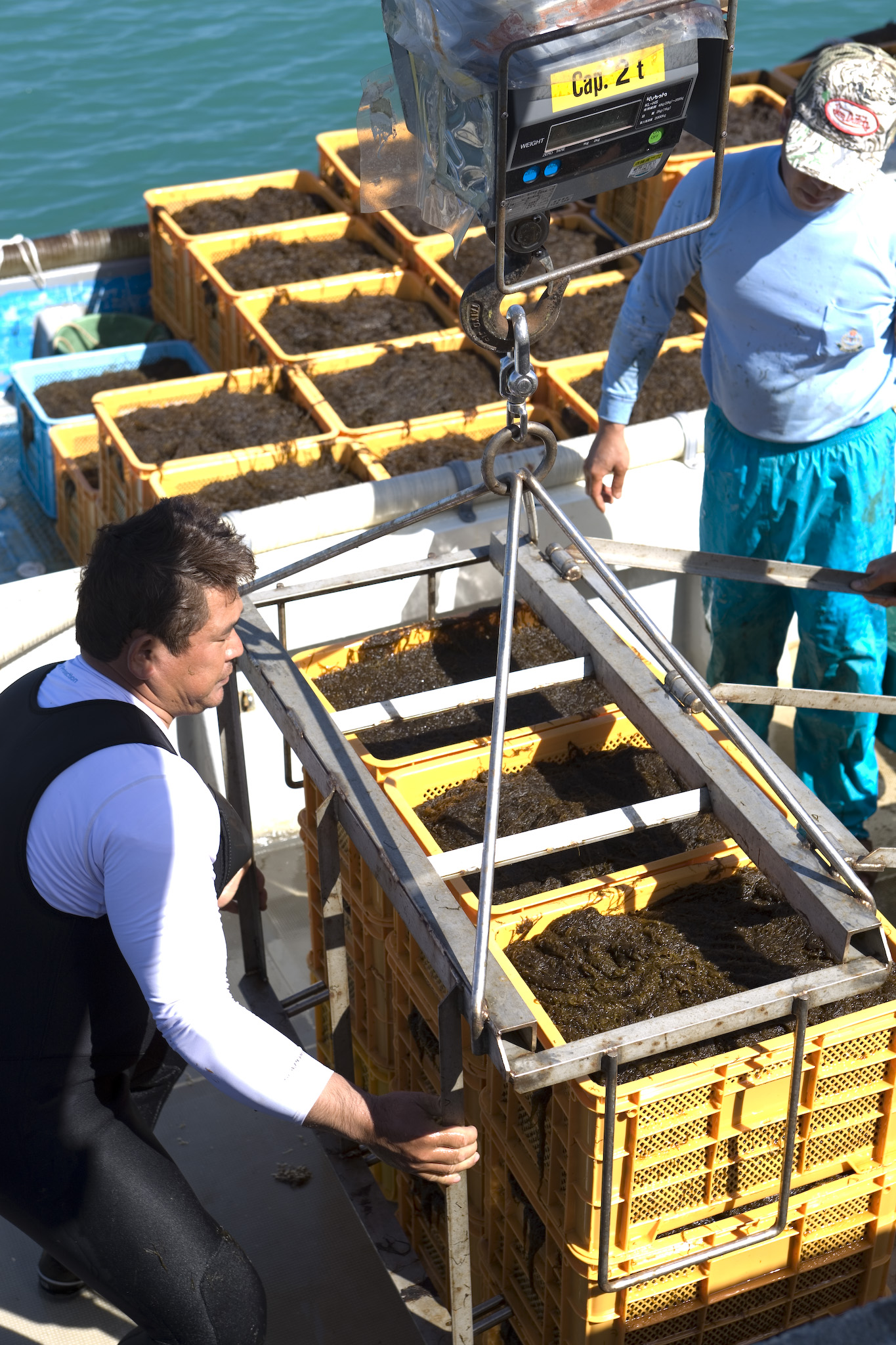 もずくヌーボー解禁 14 早摘みもずく 出荷開始 株式会社サウスプロダクトのプレスリリース