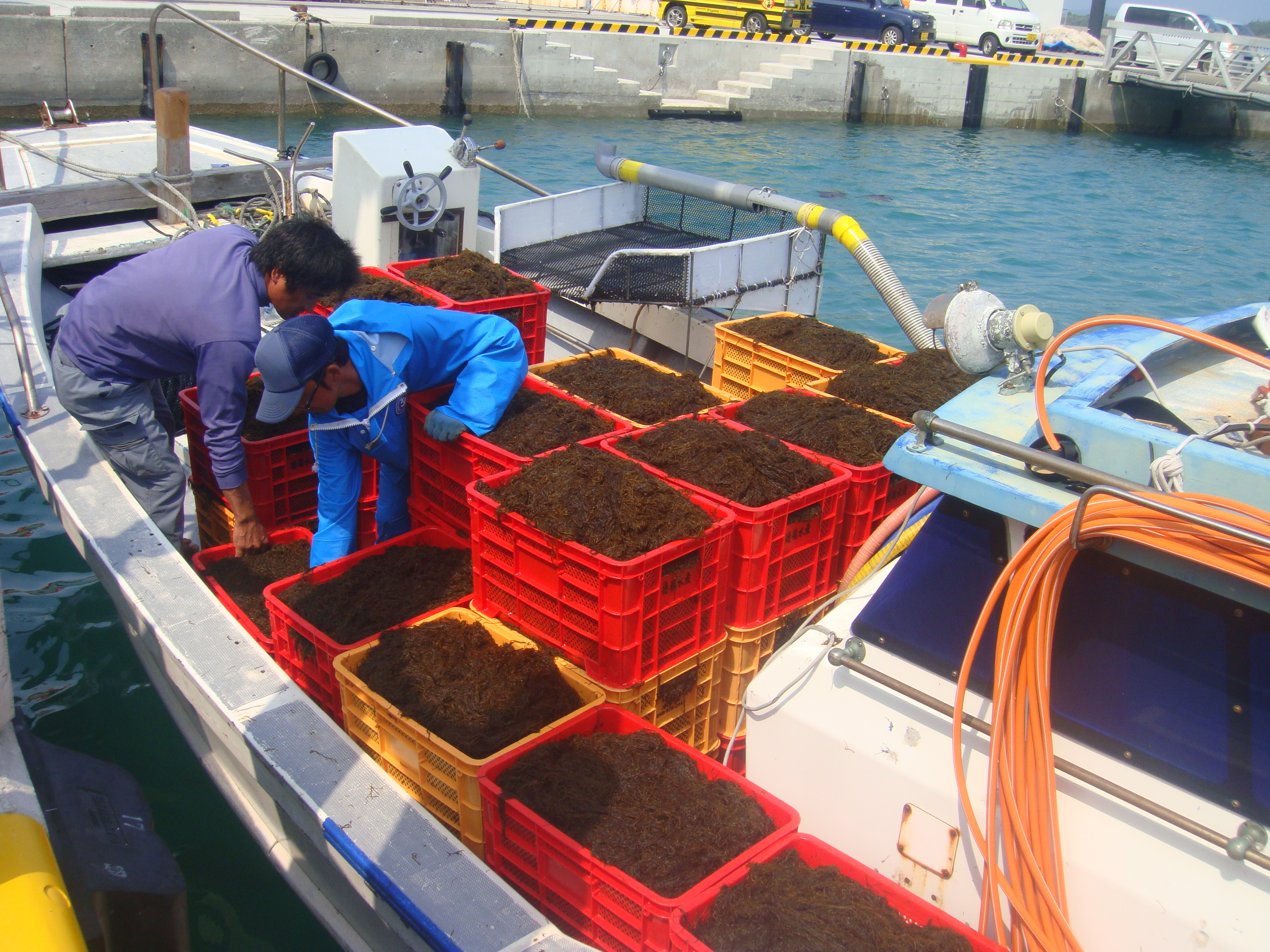 15 沖縄県 早摘みもずく 出荷開始 株式会社サウスプロダクトのプレスリリース