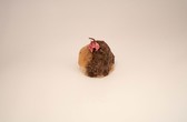 image 16