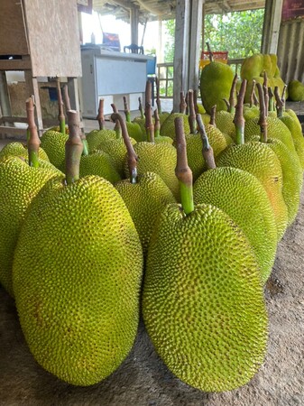 ジャックフルーツ ジャックフルーツ
