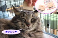 愛犬🐾愛猫、小動物💛にも!お客様の声から生まれた【つるかめ印のわんにゃんフェイスコーム】本日6月2日発売!